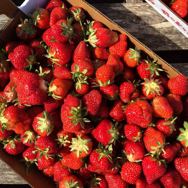 Fresh picked strawberries in cardboard flat.