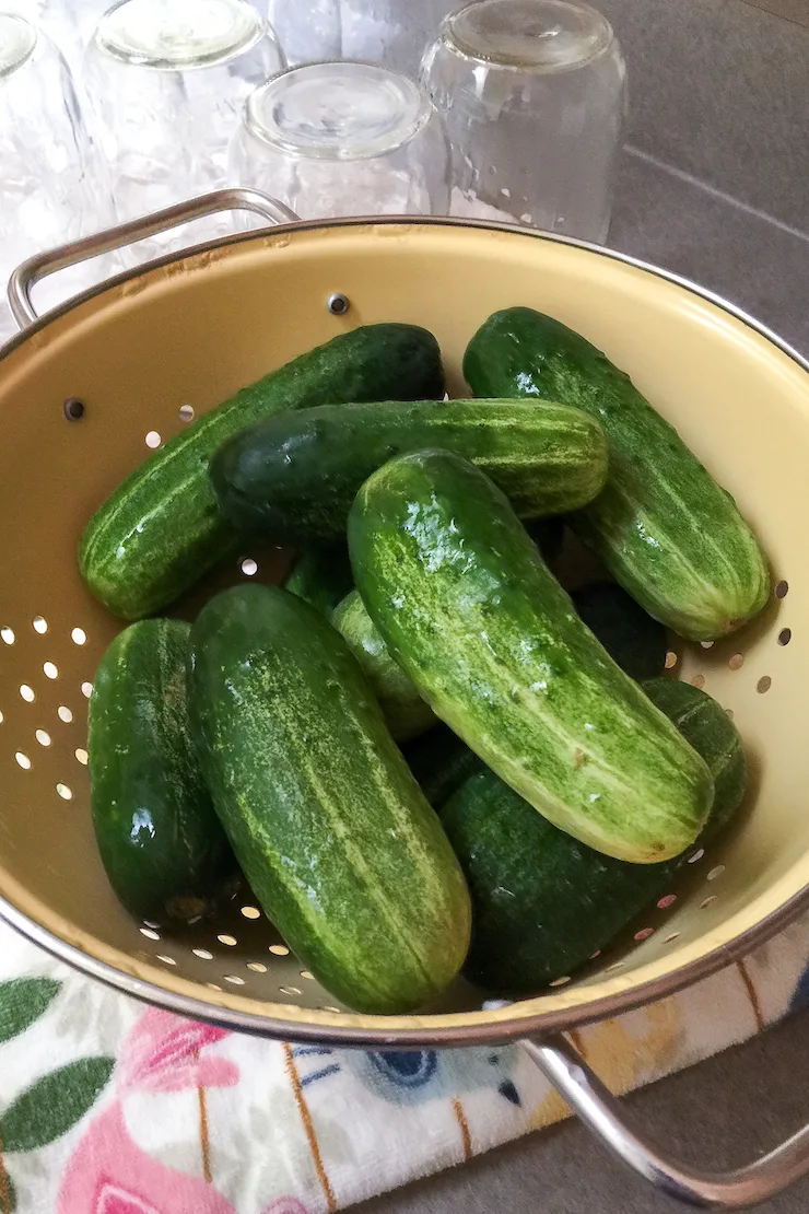 Kirby cucmbers in colander for making dill pickles.