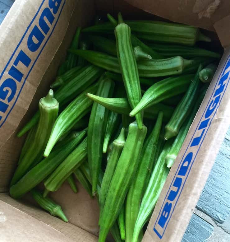 Just picked farm fresh okra in box.